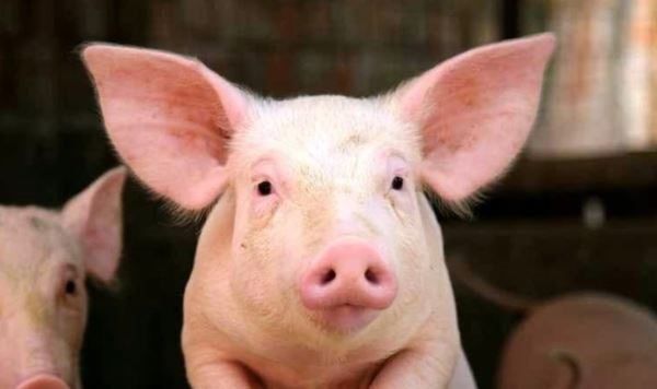 Giá lợn hơi hôm nay (29-4): Phổ biến 61.000 - 63.000 đồng/kg